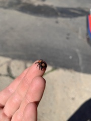 Phidippus apacheanus