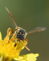 Nomada