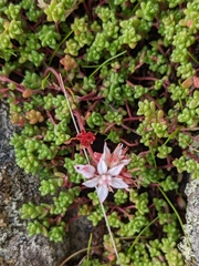 Sedum anglicum