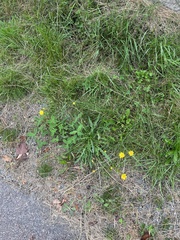 Scorzoneroides autumnalis