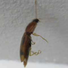 Aeolus mellillus