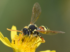 Nomada