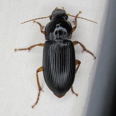 Harpalinae