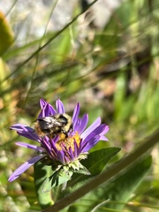 Bombus frigidus