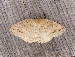 Drepanulatrix secundaria