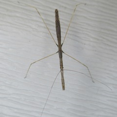 Emesaya brevipennis
