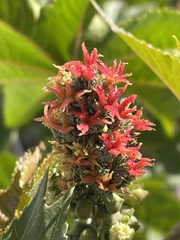 Ricinus communis
