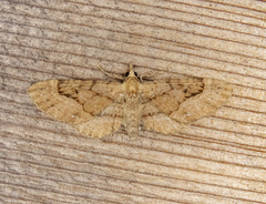 Eupithecia unicolor