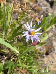 Erigeron glacialis
