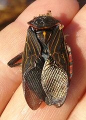 Pachylis pharaonis
