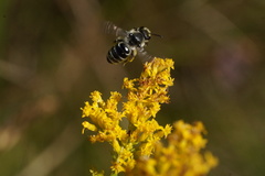 Callandrena