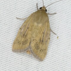 Heliocheilus paradoxus