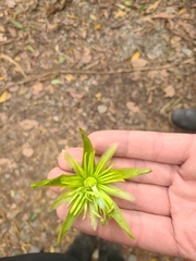 Passiflora viridescens
