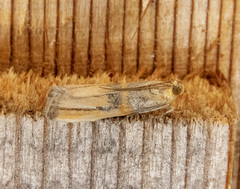 Dasypyga alternosquamella