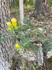 Aureolaria
