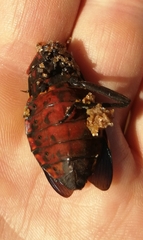 Pachylis pharaonis