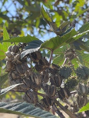 Ricinus communis