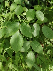 Bischofia polycarpa