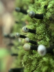 Holwaya mucida