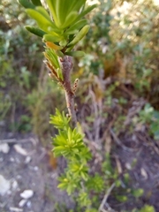 Gnidia squarrosa