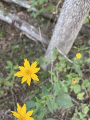 Coreopsis lanceolata