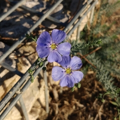 Linum usitatissimum