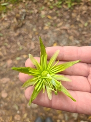 Passiflora viridescens