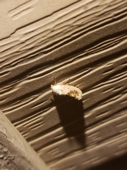 Ponometia erastrioides