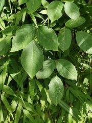 Bischofia polycarpa