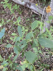 Coreopsis lanceolata