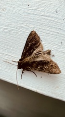 Apamea monoglypha