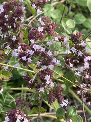 Origanum vulgare
