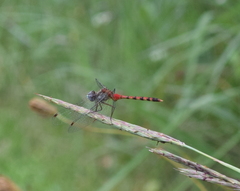 Sympetrum ambiguum