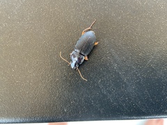 Pseudoophonus