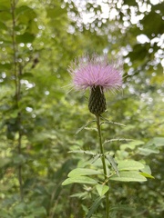 Cirsium altissimum