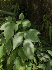 Bischofia polycarpa