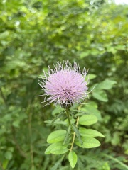 Cirsium altissimum