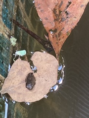 Hyla chrysoscelis
