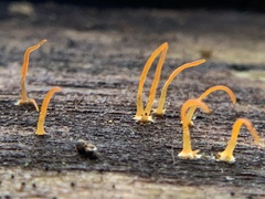 Dacrymycetaceae