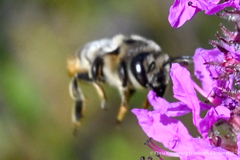 Megachilidae
