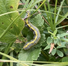 Lycia alpina