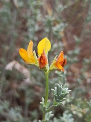Lotus creticus