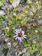 Symphyotrichum yukonense