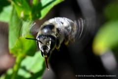 Megachilidae