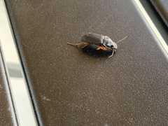 Pseudoophonus