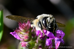Megachilidae