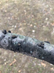 Hypoxylaceae
