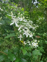 Clematis terniflora