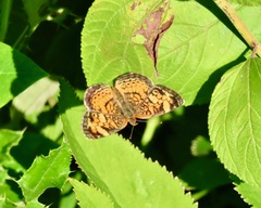 Phyciodes tharos