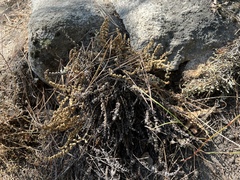 Myriopteris gracillima